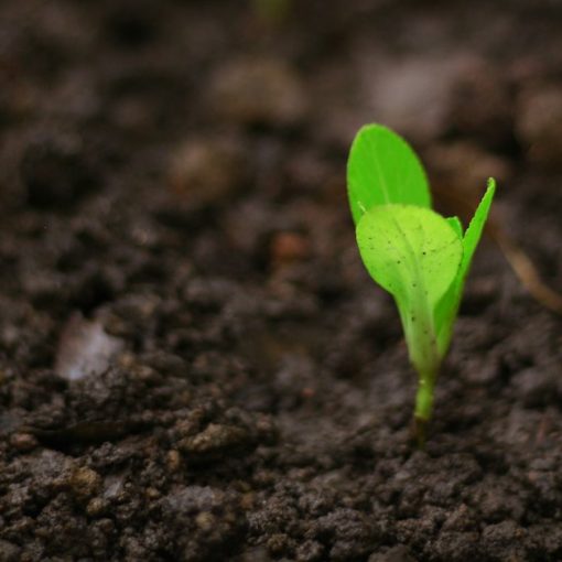 A close up of a small green plant in dirt, illustrating how cloud computing helps a business grow