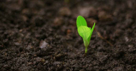 A close up of a small green plant in dirt, illustrating how cloud computing helps a business grow