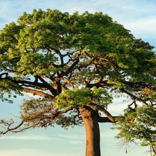 Green leaf tree under blue sky, illustrating technology for business survival