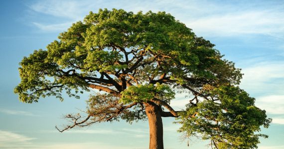 Green leaf tree under blue sky, illustrating technology for business survival
