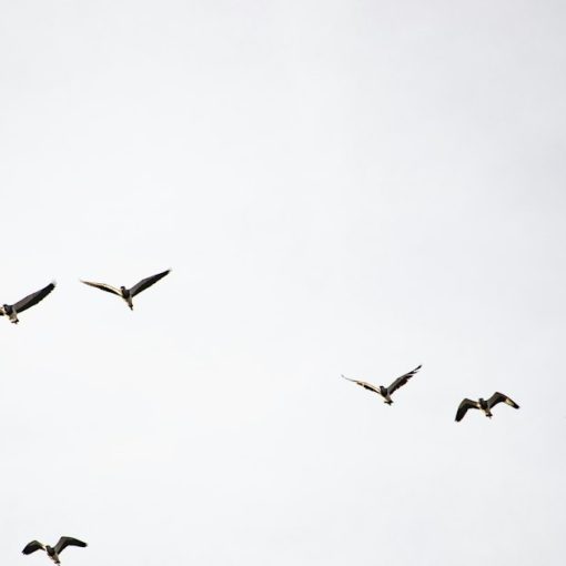 Flock of birds flying under white clouds, illustrating CIOs flocking to the cloud