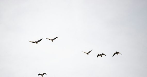 Flock of birds flying under white clouds, illustrating CIOs flocking to the cloud