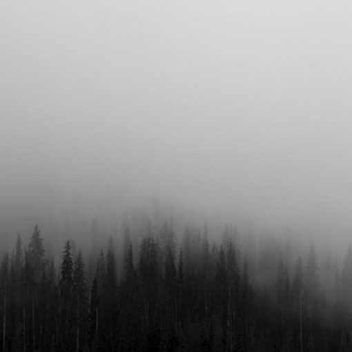 A dense forest of pine trees emerging from thick grey fog, illustrating myths clouding CIO judgment