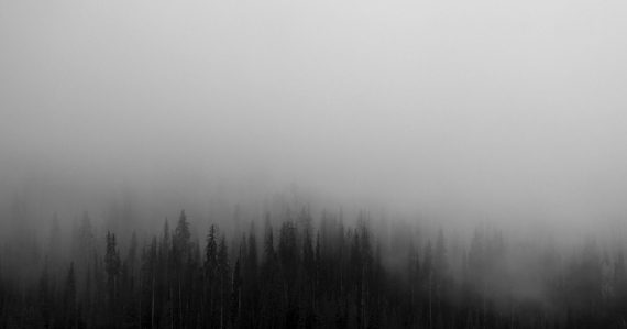 A dense forest of pine trees emerging from thick grey fog, illustrating myths clouding CIO judgment