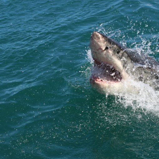 A great white shark with its mouth open in the water, illustrating cloud acquisitions after Verizon's Terremark deal