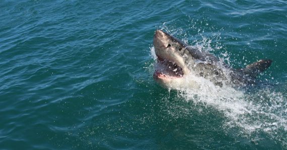 A great white shark with its mouth open in the water, illustrating cloud acquisitions after Verizon's Terremark deal