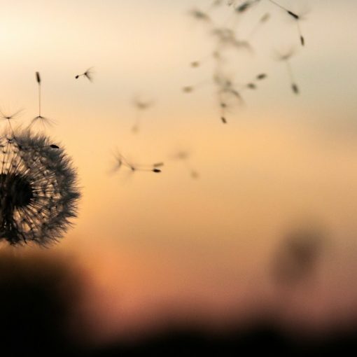 A dandelion blowing in the wind at sunset, illustrating wishing upon a cloud