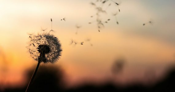 A dandelion blowing in the wind at sunset, illustrating wishing upon a cloud