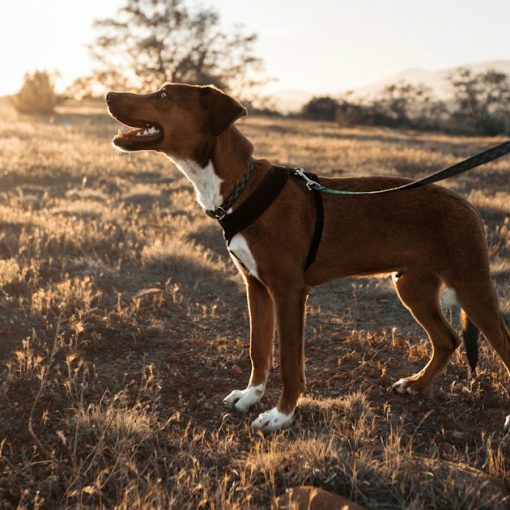 Short-coated brown and white dog on black dog leash, illustrating getting the benefit of the cloud securely