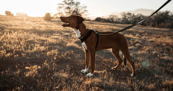 Short-coated brown and white dog on black dog leash, illustrating getting the benefit of the cloud securely