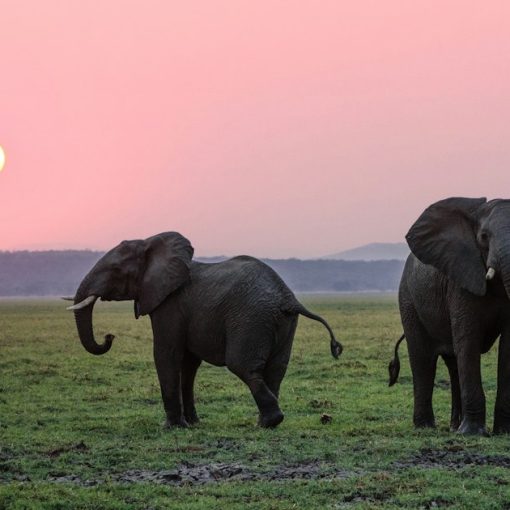 Two grey elephants on grass plains during sunset, illustrating Hadoop and big data