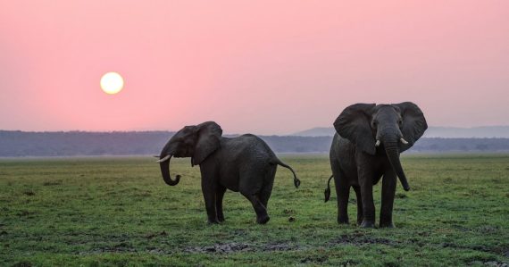Two grey elephants on grass plains during sunset, illustrating Hadoop and big data