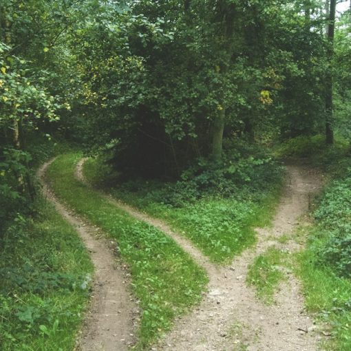 Two roads between trees, illustrating hybrid cloud dominating IT architecture