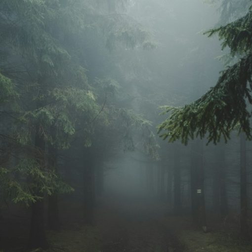 A dirt path winding through a dense forest filled with thick grey fog, illustrating clearing up confusion about the cloud