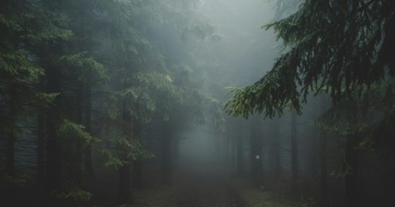 A dirt path winding through a dense forest filled with thick grey fog, illustrating clearing up confusion about the cloud