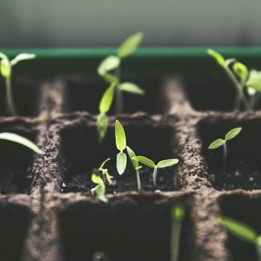 Green plant sprouts growing in soil, illustrating PaaS market growth