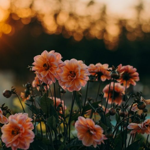Selective focus photo of pink petaled flowers, illustrating personal computing reinventing itself