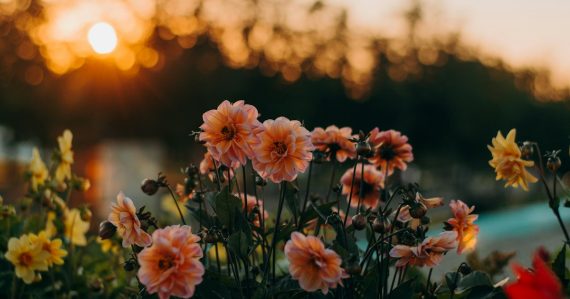 Selective focus photo of pink petaled flowers, illustrating personal computing reinventing itself