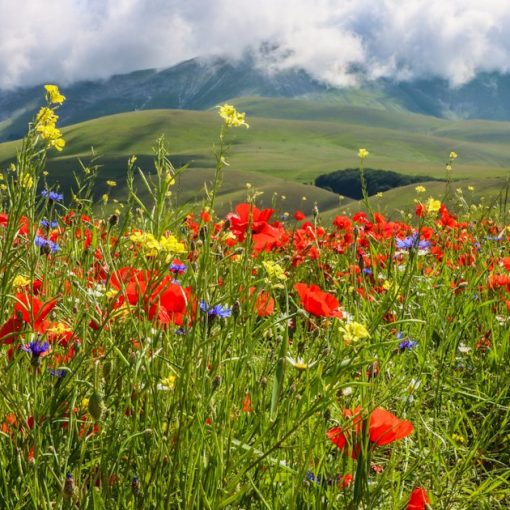 Red flowers on green grass field under white clouds and blue sky, illustrating the proliferation of cloud offerings