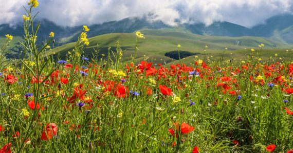 Red flowers on green grass field under white clouds and blue sky, illustrating the proliferation of cloud offerings