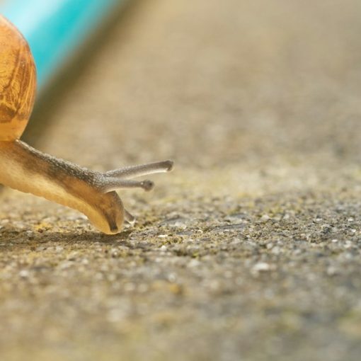 Closeup photo of orange snail crawling down pencil on ground, illustrating VDI over a slow WAN