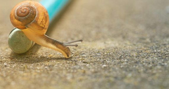 Closeup photo of orange snail crawling down pencil on ground, illustrating VDI over a slow WAN